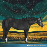 Horse Color:Black and Gray Black