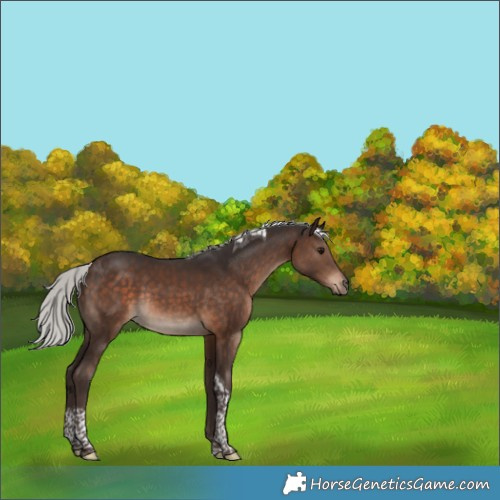 Horse Color:Silver Brown Tobiano Rabicano 