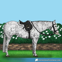 Horse Color:Black Appaloosa  and White Spotted Black Appaloosa 