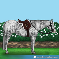 Horse Color:Black Appaloosa  and White Spotted Black Appaloosa 