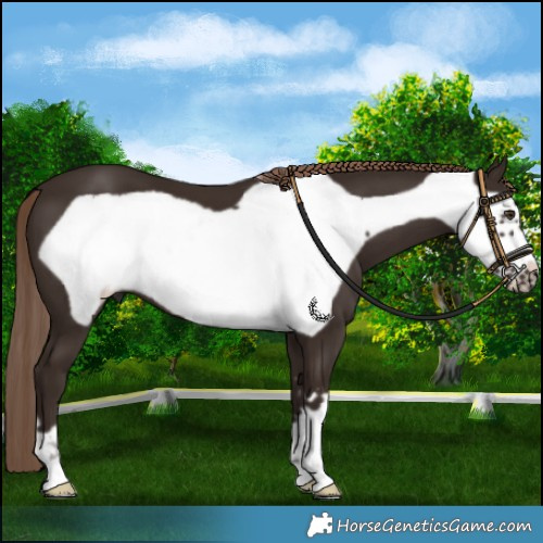 Horse Color:Liver Chestnut Frame 