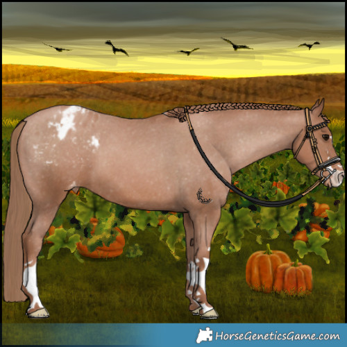 Horse Color:Black Pearl Appaloosa 