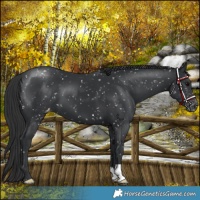 Horse Color:Black Appaloosa 