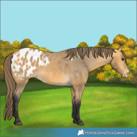 Horse Color:Buckskin Appaloosa 