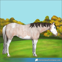 Horse Color:Bay Roan Splash Appaloosa 
