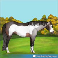Horse Color:Gray Bay Frame