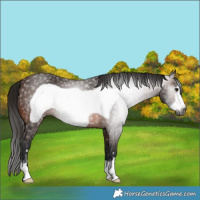 Horse Color:Gray Bay Frame 