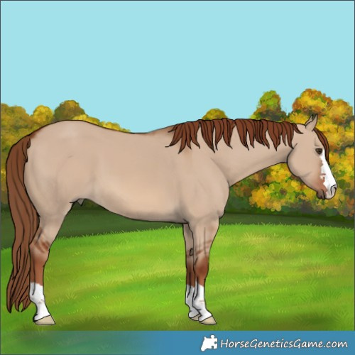 Horse Color:Red Dun 