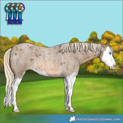 Horse Color:Chocolate Palomino Roan Splash 