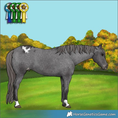 Horse Color:Smoky Black Appaloosa 