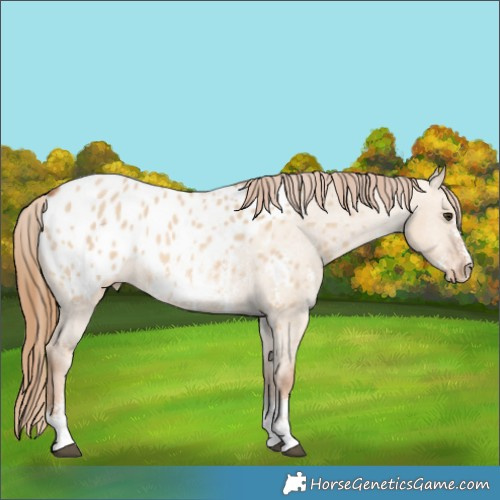 Horse Color:Red Dun Sabino Appaloosa 