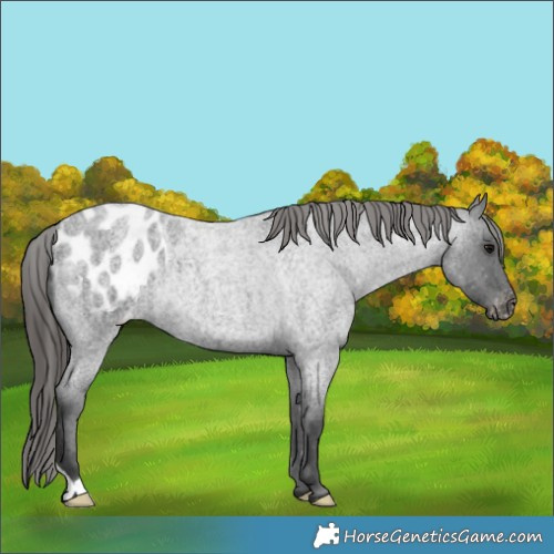 Horse Color:Blue Roan Appaloosa Rabicano 