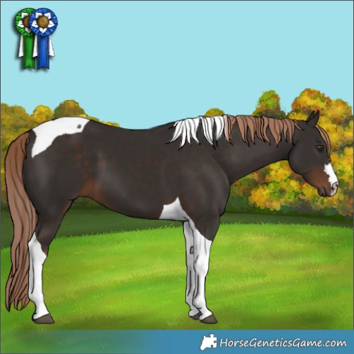 Horse Color:Liver Chestnut Tobiano 