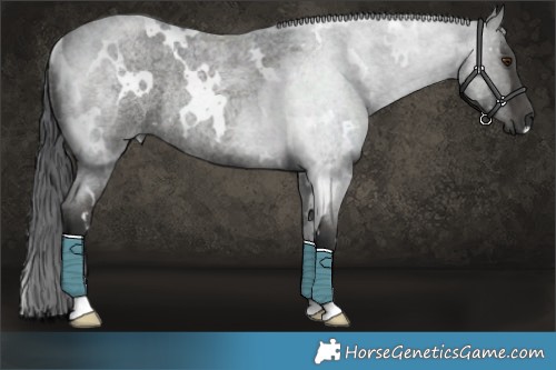 Horse Color:White Spotted Blue Roan Rabicano 