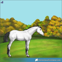 Horse Color:Blue Roan Near Fewspot 