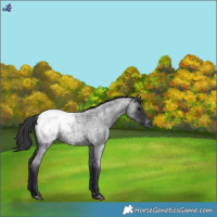Horse Color:Blue Roan Snowcap 