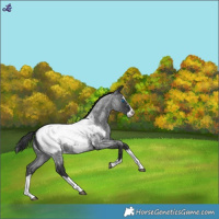 Horse Color:Blue Roan Splash Snowcap