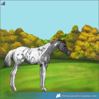 Horse Color:Blue Roan Tobiano Near Leopard 