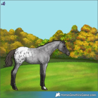 Horse Color:Smoky Blue Roan Blanket 