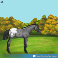 Horse Color:Blue Roan Snowcap 