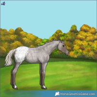 Horse Color:Silver Blue Roan Blanket 