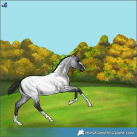 Horse Color:Blue Roan Near Fewspot 