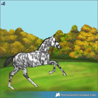 Horse Color:Blue Roan Leopard