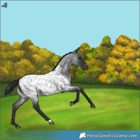 Horse Color:Blue Roan Near Leopard