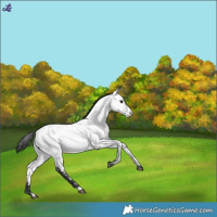 Horse Color:White Spotted Blue Roan Near Fewspot 