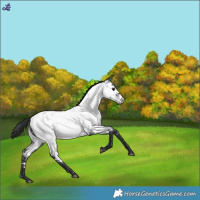 Horse Color:Blue Roan Near Fewspot