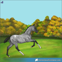Horse Color:Blue Roan Snowcap 