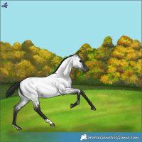 Horse Color:Blue Roan Near Fewspot 