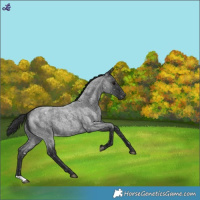 Horse Color:Blue Roan Snowflake Varnish