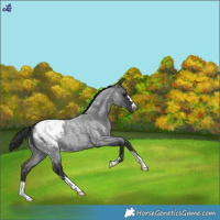 Horse Color:Blue Roan Snowcap