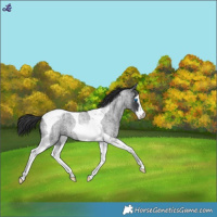 Horse Color:Blue Roan Splash Tobiano Snowflake Varnish Rabicano 