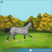Horse Color:Blue Roan Snowflake Varnish 