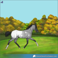 Horse Color:Blue Roan Snowcap 