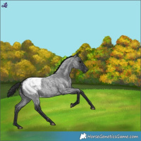 Horse Color:Blue Roan Snowcap
