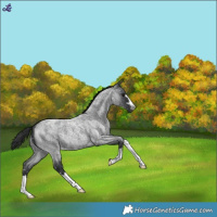 Horse Color:Blue Roan Snowflake Varnish 