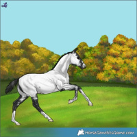 Horse Color:Black Near Fewspot
