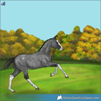 Horse Color:Blue Roan Splash Snowflake Varnish