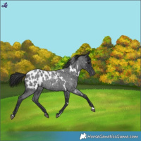 Horse Color:White Spotted Blue Roan Blanket 