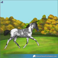 Horse Color:White Spotted Blue Roan Snowcap 