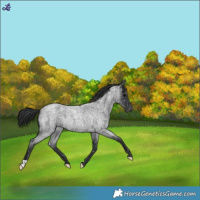 Horse Color:Blue Roan Snowflake Varnish