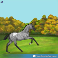 Horse Color:Blue Roan Snowcap