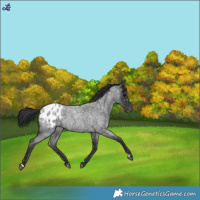 Horse Color:Blue Roan Blanket 