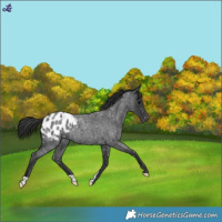 Horse Color:Blue Roan Blanket