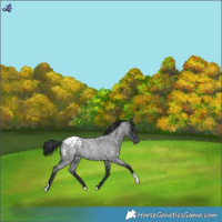 Horse Color:Blue Roan Snowflake Varnish
