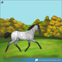 Horse Color:Blue Roan Blanket 