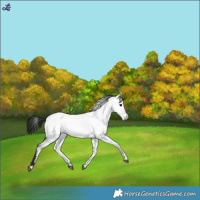 Horse Color:Blue Roan Near Fewspot 